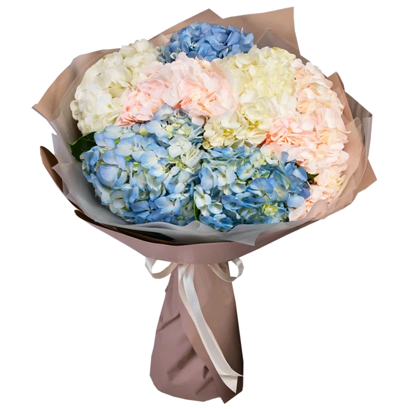 Букет из 7 разноцветных гортензий