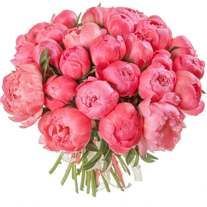 Пионы коралловые